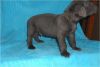 Great Dane puppy ready to go now.