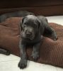Blue Great Dane Puppies Ready To Go Only 2 Left