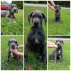 Akc registered blue great dane puppies