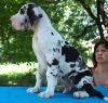 Quality Harlequin Great Dane Puppies