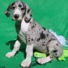 Beautiful Male and Female Great Dane Puppies