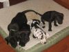 Charming Male and Female Great dane for sale