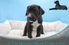 AKC Great Dane Puppies from health tested parents