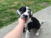 Great Dane Puppies Needs Homes