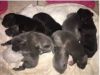 Healthy Blue Great Dane Puppies for sale