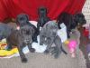 Great Dane puppies ready to go to their new homes