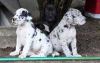 Beautiful Great Dane Puppies !!!
