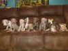 Akc great dane puppies for sale