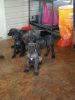 Great Danes Puppies ready to go!!!