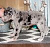 akc registered Merle Mantle Male great dane puppy for sale $1200