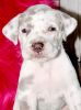 akc registered Lilac Harlequin Female great dane puppy for sale $3000