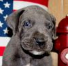 akc registered Blue Male great dane puppy for sale $1000 Green Chevron