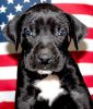 akc registered Black Male great dane puppy for sale $600 Black Chevron