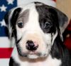 akc registered Harlequin Male great dane puppy for sale $1500 Red Star