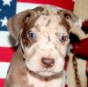 AKC Registered Chocolate Merle Male Great Dane Puppy for Sale $1100 Bl