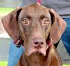 22 Month Old Female Chocolate for adoption