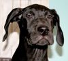 AKC Registered Black001 Female Great Dane Puppy for Sale $500 Hot Pink
