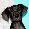 AKC Registered Black Female Great Dane Puppy for Sale $500 Lime Starbu
