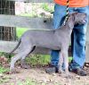 AKC 5 1/2 Month Old Female Blue for sale $800 Laya