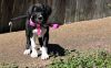 Perfect Great Dane Puppies For Sale