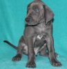 American Great Dane AKC registered Fawn Puppies