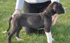 Well trained Active Great Dane Puppies