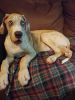Great danes for sale