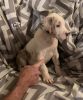 6 Great Dane Puppies