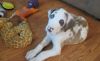 Awesome AKC Puppies of Great Dane Available