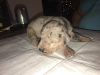Great Dane puppies for sell