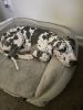 Great Dane harlequin puppy for sale