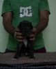 Greatdane puppies are available with KCI certificate and micro chip