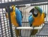great green macaw parrots