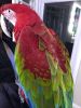 Hand Reared Super Tame Green Wing Macaw