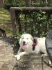 BURLEY THE GREAT PYRENEES