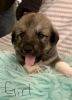 Great Pyrenees and Rottweiler mix puppies