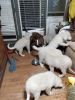 Great Pyrenees Livestock Guardian Dogs