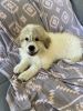 12 week old Great Pyrenees puppy