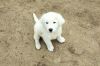 LGD Great Pyrenees litter of 4