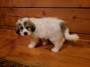 Female AKC Great pyrenees puppy