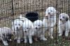 Great Pyrenees Puppies for sale, Tallapoosa Ga 30176