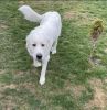 Great Pyrenees Puppies