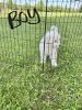 Full blooded Great Pyrenees puppies first shots and dewormed