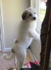 Rehoming Great Pyrenees puppy