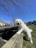 Great Pyrenees (trained)