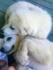 Great Pyrenees 6 month old pups