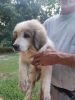 Female Pyrenees for sale