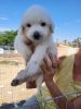 Great Pyrenees pups