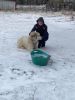 Great Pyrenees Needs a New Home