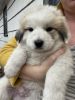 Christmas Great Pyrenees Puppies